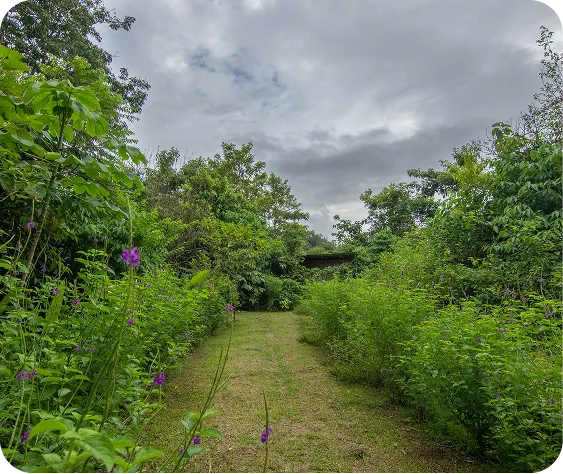 jungle path